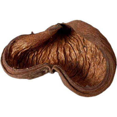 Sterculia 1 un