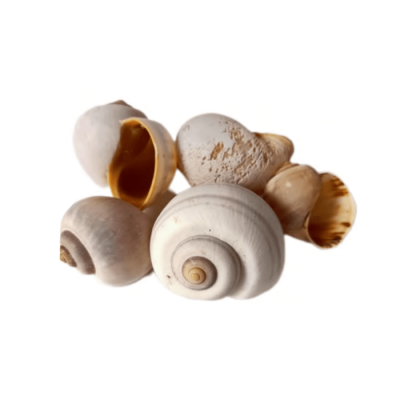 Caracol Pila Globosa 5 un