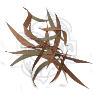 Hoja de Caña 50 un
