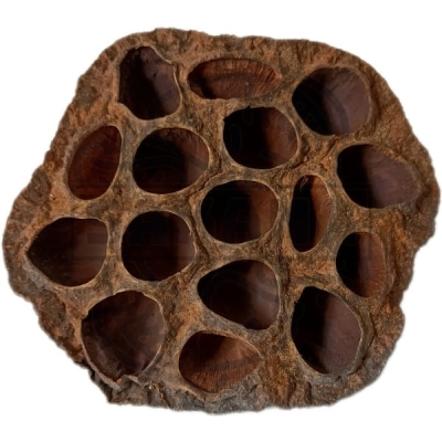 Cascara de Loto 1un