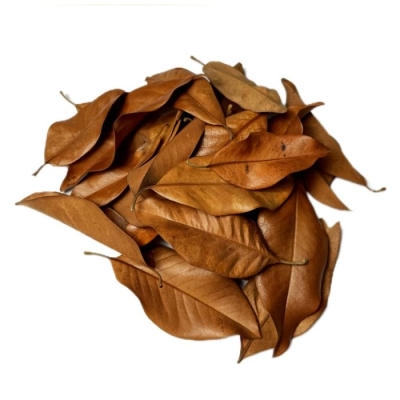 Hoja de Magnolio 30 un