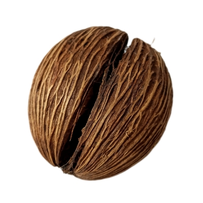Minitola Coconut 1un