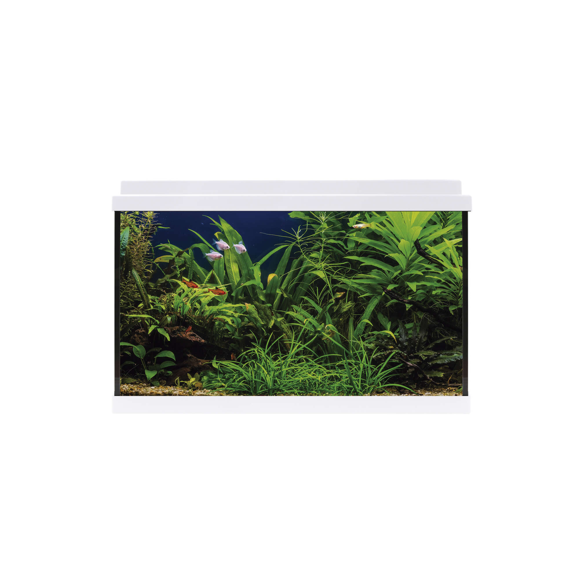 Acuario Ica 60 litros